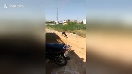 Huge pig is chased away by brave little puppy