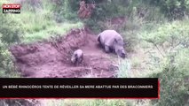 Un bébé rhinocéros tente de réveiller sa mère abattue par des braconniers (Vidéo)
