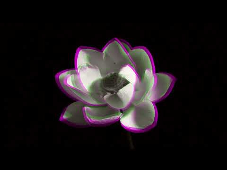 Logistics - Lotus Flower (Official Music Video)