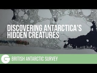 Discovering Antarctica's Hidden Creatures