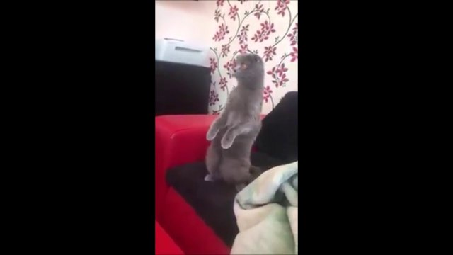 La réaction de ce chat qui entend le bruit des pop corn... Mythique