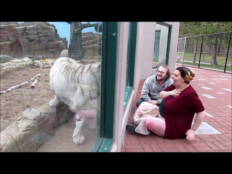 Sans la vitre ce tigre blanc les aurait bien dévoré