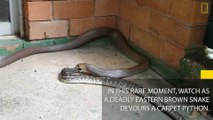 Un serpent brun géant avale un python aussi gros que lui