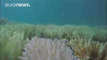 Greenpeace exposes 2nd year of Great Barrier Reef coral bleaching