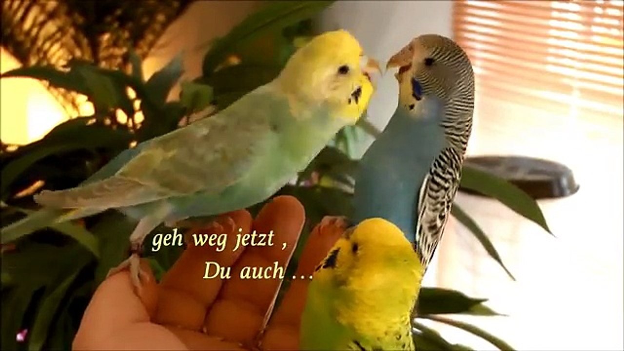 Wellensittich zähmen