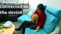 Pet fitness trackers becoming popular in Hong Kong