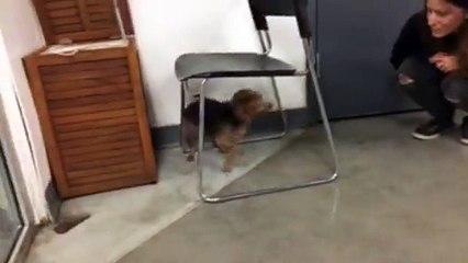 LIVE: This tiny rescue has the BEST reaction when he finishes his weekly swim 