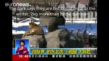 Obese tigers defended by Chinese zoo