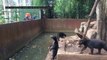 Animal activists release footage of Bandung Zoo bears begging for food