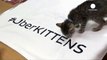 Uber offers 'kitten delivery service' to support cat shelters