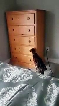 Ce chat s'enferme dans un tiroir pour dormir tranquillement