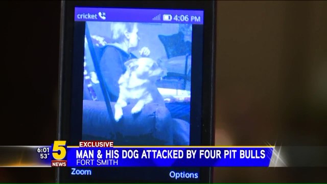 Four Dogs Euthanized After Brutally Attacking Man Walking His Dog