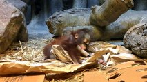 Sweet Baby Orangutan Playing and Exploring Her Enclosure Pt 1