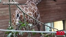 Giraffe  calf born & takes 1st septs at Copenhagen Zoo
