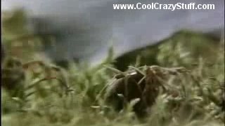 Crazy Spiders On Cool Drugs