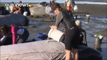 Volunteers help refloat whales stranded in New Zealand