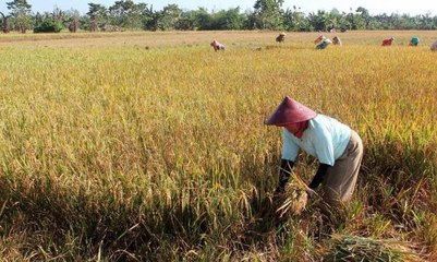 Mentan: Maret-April Masa Puncak Panen Padi