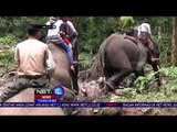 Melihat Perawatan Gajah Di Aek Nauli - NET 12