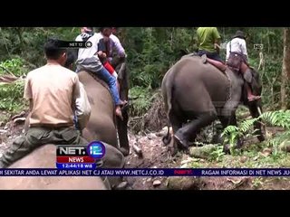 Melihat Perawatan Gajah Di Aek Nauli - NET 12