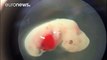 Researchers create first viable human-animal hybrid embryo