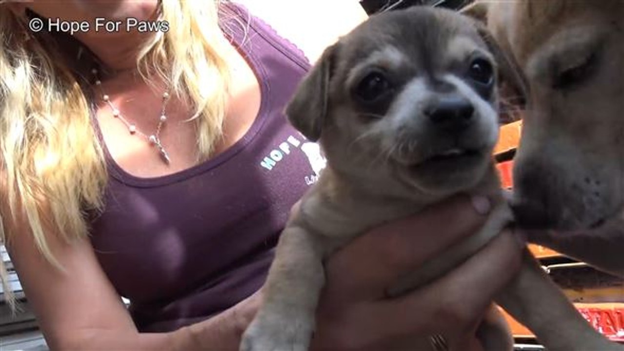 Trotz wachpersonal: welpen-rettung von schiffswerft