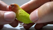 手のりインココレクション 【ガチャ】 / Lovebird cute figure【japanese capsule toy】