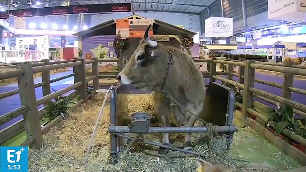 La race Aubrac, l'égérie du Salon de l'agriculture