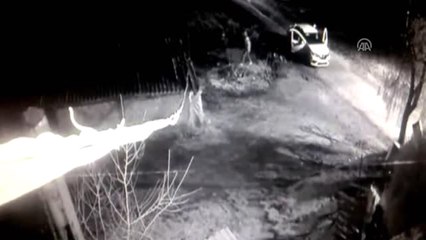 Hayvan Hırsızlarına Yönelik Operasyon - İstanbul