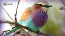12種最美最奇特的鳥類 | 國外網站票選 | 無估狗姊配音 -奇異搜查室