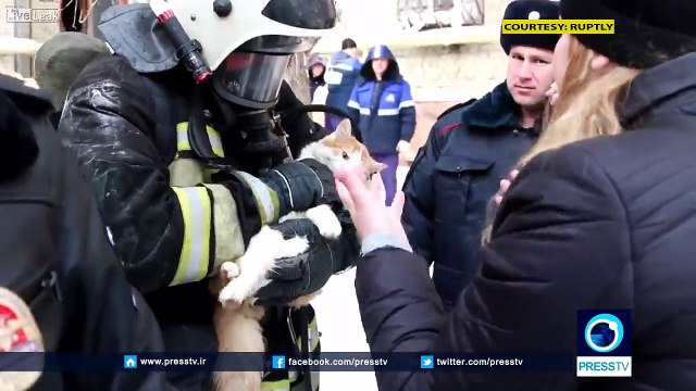 Massage cardiaque d'un chat sauvé par un pompier en Russie !