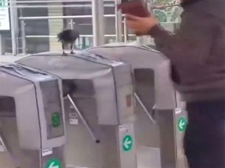 Kabadayı Karga Geçişe İzin Vermedi