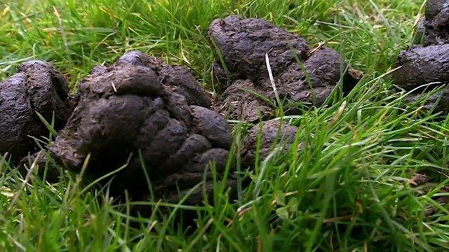 The Worst Jobs in History Dark Ages