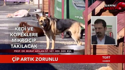 Hayvanlarda Mikroçip Dönemi