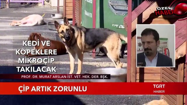 Hayvanlarda Mikroçip Dönemi