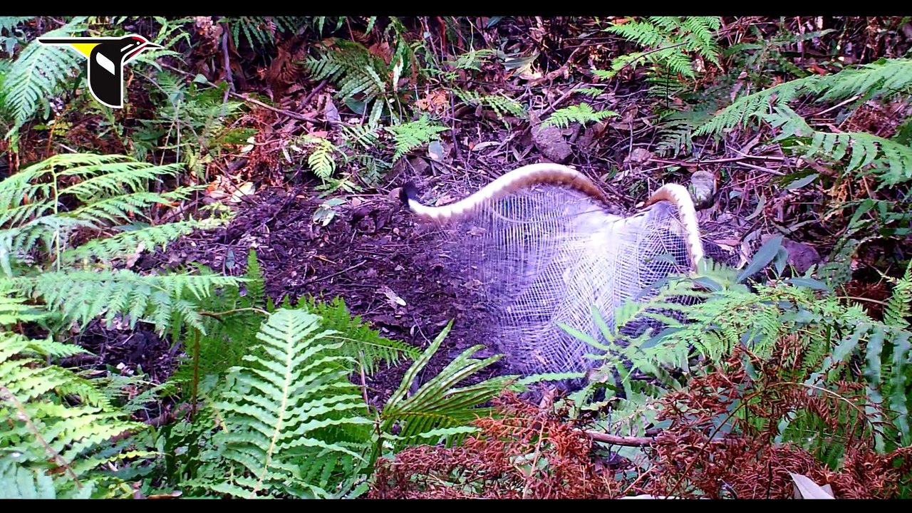 The Fanciest Bird in the World_ Superb Lyrebird ( 1080 X 1920 )