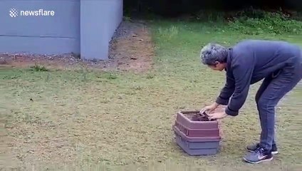 Un maman singe retrouve son petit après 3 semaine de séparation !