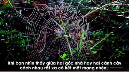 Bạn có ngạc nhiên khi lần đầu tiên thấy cận cảnh nhện giăng tơ kết mạng?