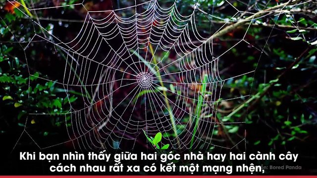 Bạn có ngạc nhiên khi lần đầu tiên thấy cận cảnh nhện giăng tơ kết mạng?