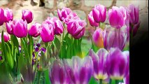 Beautiful Tulips Flowers