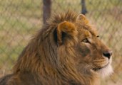 Lions Rescued From Aleppo and Mosul Arrive to New Home in South Africa