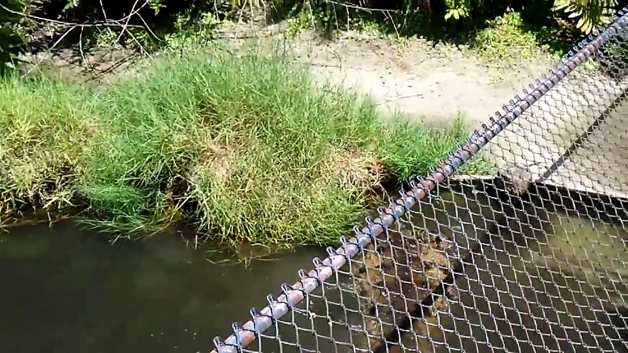 Crocodile_Feeding_Time_at_the_Brevard_County_Zoo