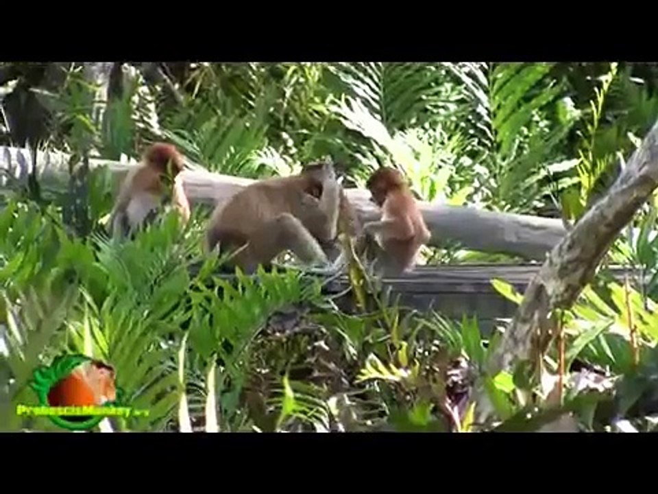 Baby_Monkey_Video___Proboscis_Monkeys_playing_in_Borneo