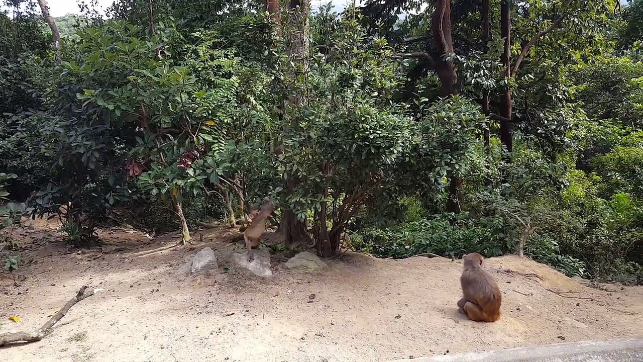 Baby_monkey_enjoys_being_bullied_on_Golden_Hill_Road