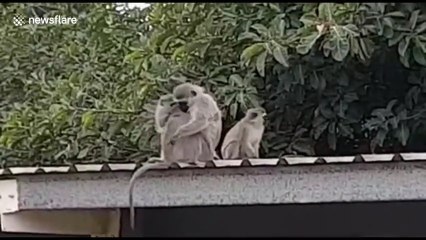 Adorable : un bébé singe retrouve sa mère après trois semaines d'hospitalisation !