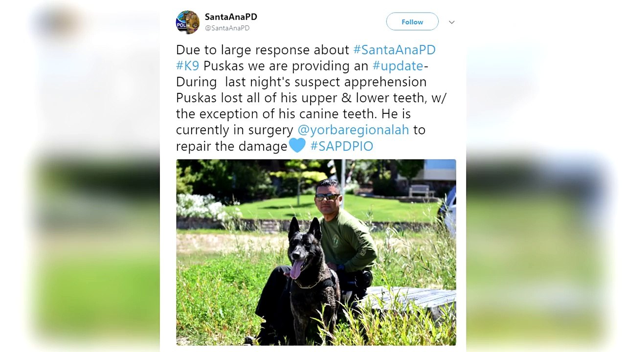 the poor bork lost its teeth