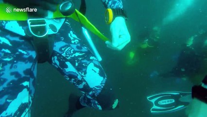 Shark charges at cameraman during scuba dive