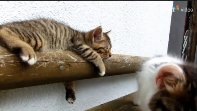 Ce chaton mignon essaie de réveiller son pote le chat