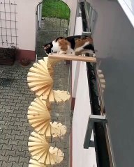 Super escalier pour les chats !