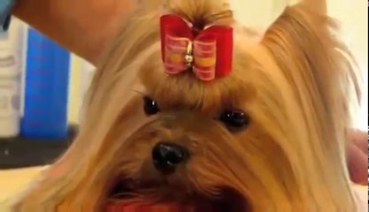 Yorkshire Terrier Show Grooming -Part 2 of 2 - Show Prep