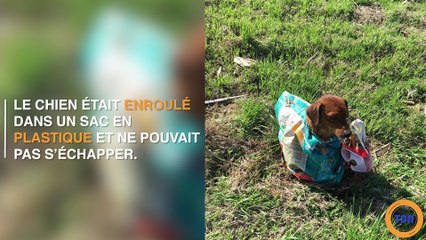 Ce couple a découvert un chien abandonné sur le bord de la route, son état les a révoltés